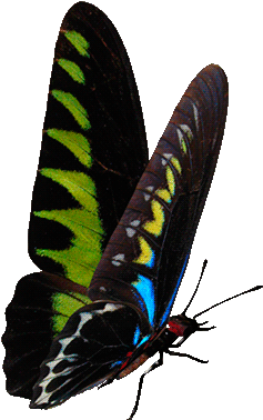 0 B1d3c D664fb5f Orig - Бабочка Гиф (500x494)