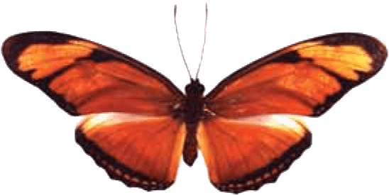 Butterfly House At Put In Bay - The Butterfly Palace & Rainforest Adventure (562x296)