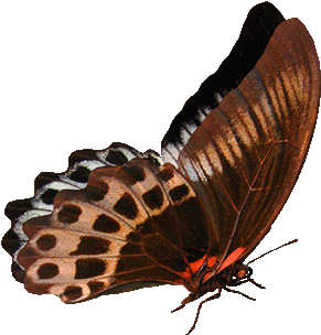 0 B1d39 C3c3e009 Orig - Mariposa Gif (500x480)