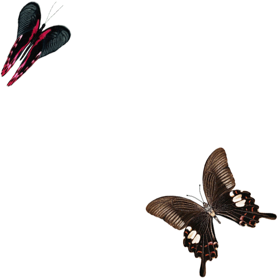 Клипарт Гиф Бабочки - Butterflies And Moths (649x600)