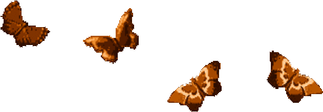 Butterfly Divider Gif (640x256)