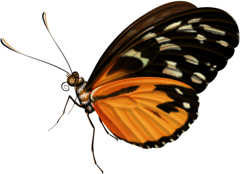 Butterflies And Moths (800x582)