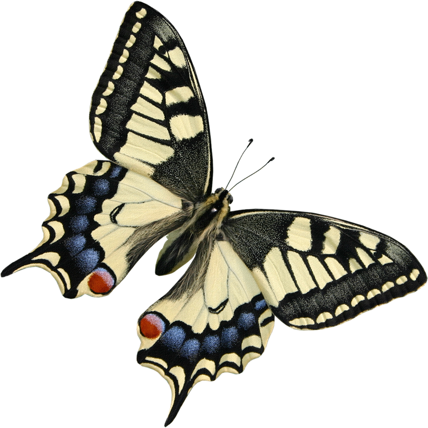 Http - //li-web - Ru/ - Beautiful Butterflies Transparent Background (1772x1772)