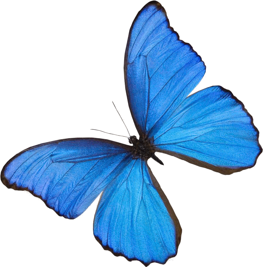 Blue Butterfly - Things That Has Color Blue (1000x992)