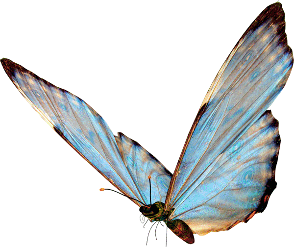 75 - Butterfly Png (600x504)