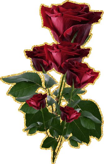 Ветка Белых Роз С Сидящими На Них Бабочками - Roses Png (336x528)