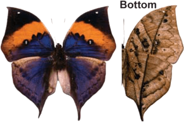 Dead Leaf Butterfly - Kilobyte (638x420)