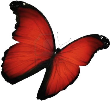 Free Butterfly Transparent Tumblr - Butterflies And Moths (500x455)