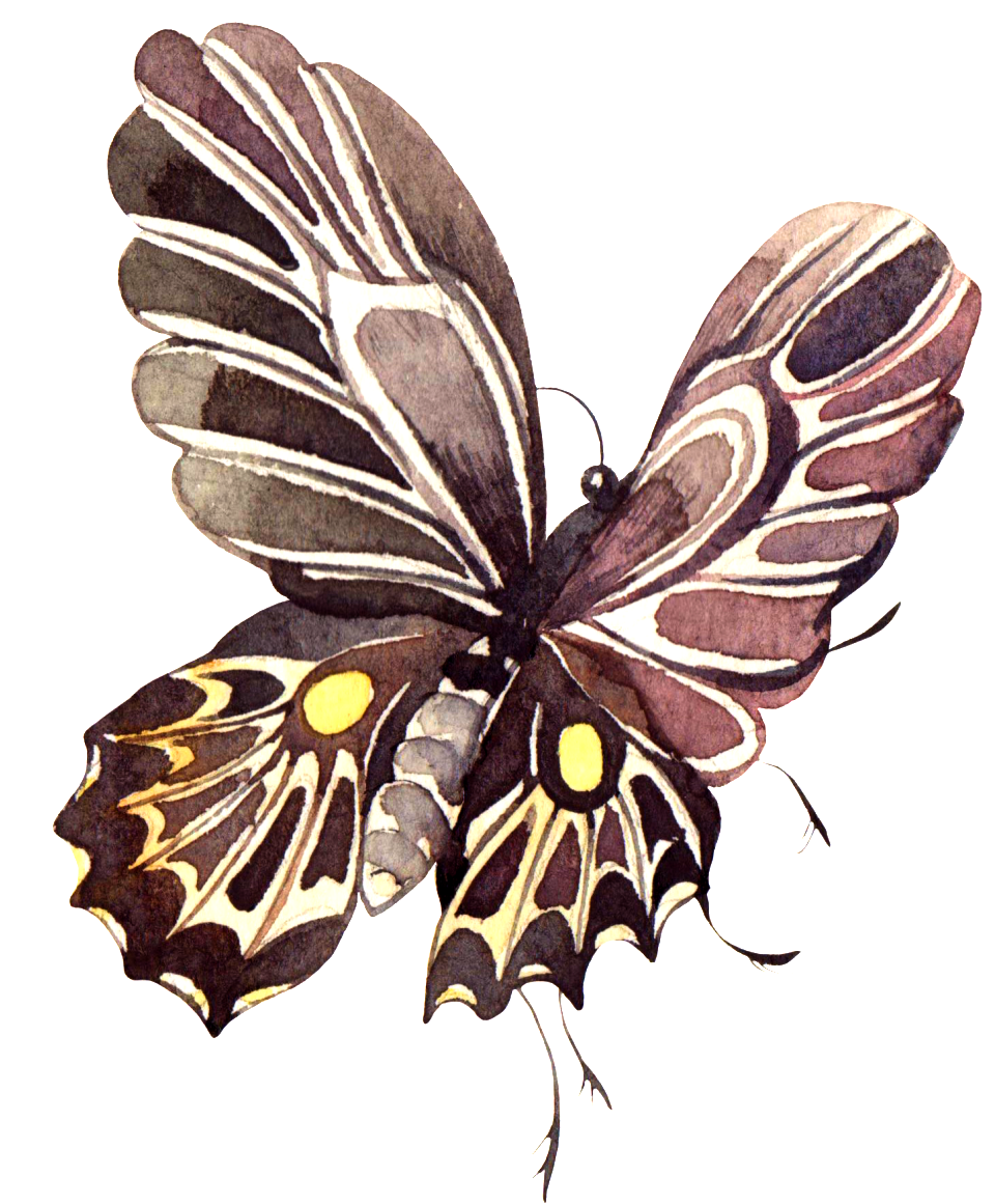 Hand-painted Dark Brown Butterfly Png Transparent Material - Cartoon (1024x1191)