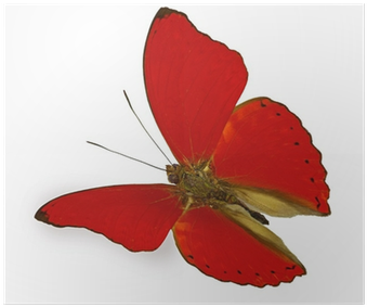 Red Butterfly In Flight Poster • Pixers® • We Live - Blood-red Glider (400x400)