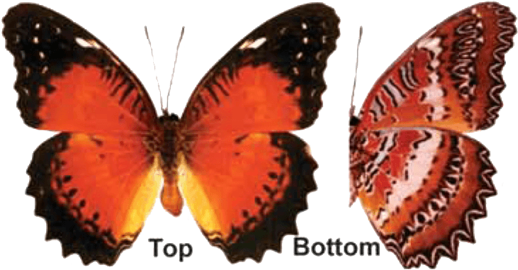 Butterfly House At Put In Bay - Real Butterfly Wing Necklace / Pendant (whole Cethosia (744x394)