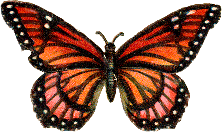 Бабочки - Png - - ♥ Creative Nn - Блог Альбины Рассеиной - Orange Pink Butterfly Mug (770x460)