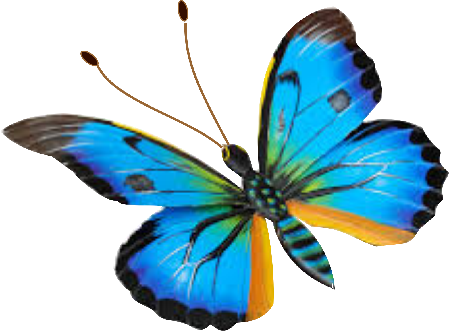 Mariposa 8 - Mariposa 8 (1563x1153)