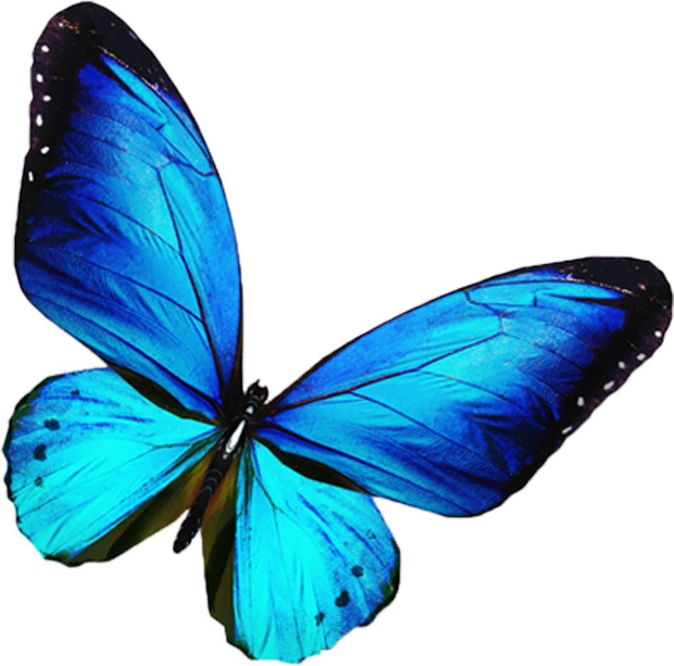 Mariposa De La Fotografía De Stock Azul, Ilustración - Blue Purple Butterfly (1434x1152)