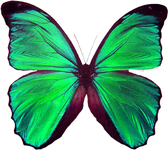 Animal - - Symmetrical Shapes In Nature (663x600)