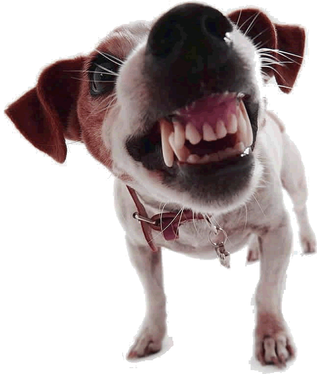 Angry Dog Names For Kids - (16+) Школа Выживания В Экстремальных Ситуациях (827x863)