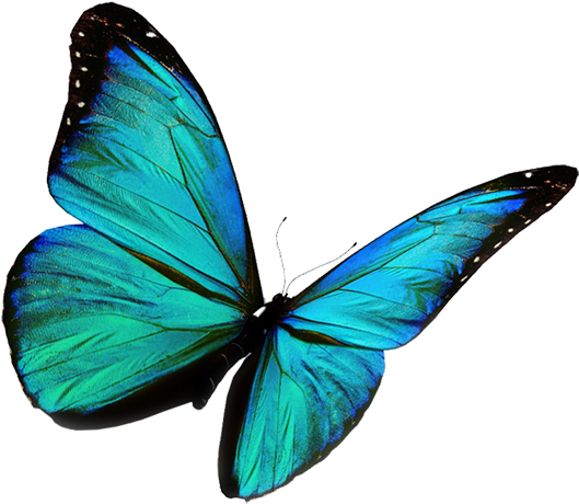 Je - Turquoise Butterfly (611x508)