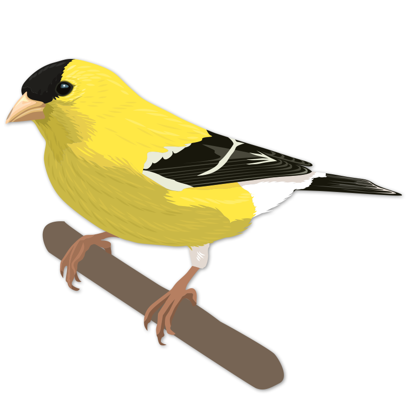 Theodore Roosevelt Clipart Bird - American Goldfinch (848x848)