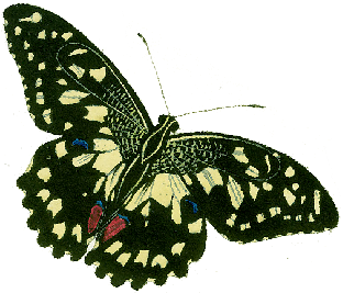 Birds And Butterflies Butterfly Illustration 18 Artwork - Giclee Painting: Shaw's Common Lime Butterfly And Green-banded (519x346)