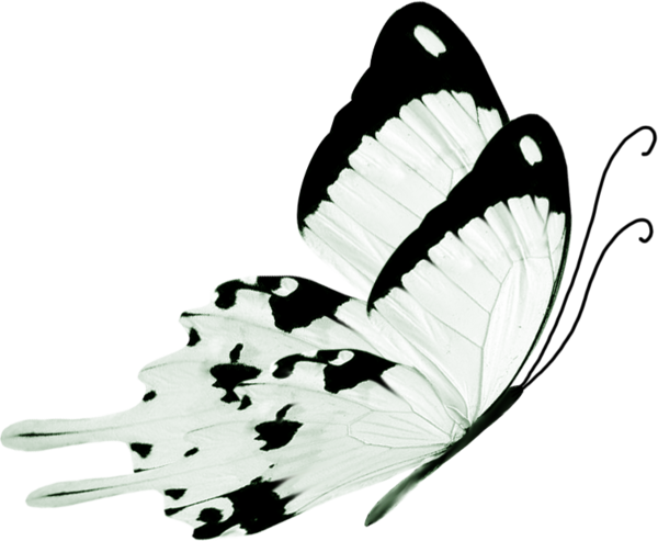 Black And White Butterfly (600x493)