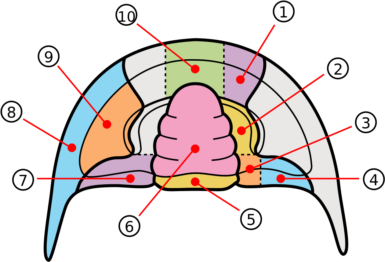 Trilobite Cephalon Areas Numbered - Occipital Ring Trilobite (1280x886)