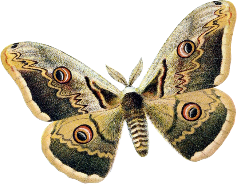Scrapbooking - Moth Png (771x600)