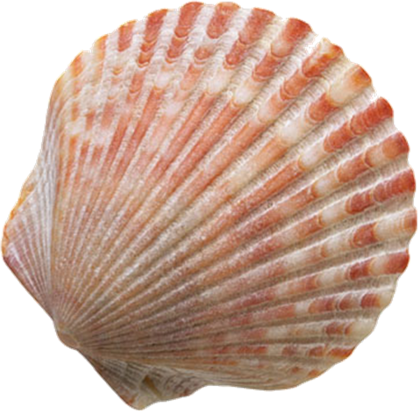 Sher Your Scraps - Concertos Op. 10 Nos. (823x811)