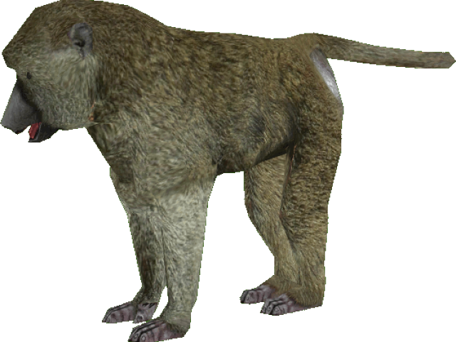 Baboon Png Transparent Images - Baboon Transparent (640x480)