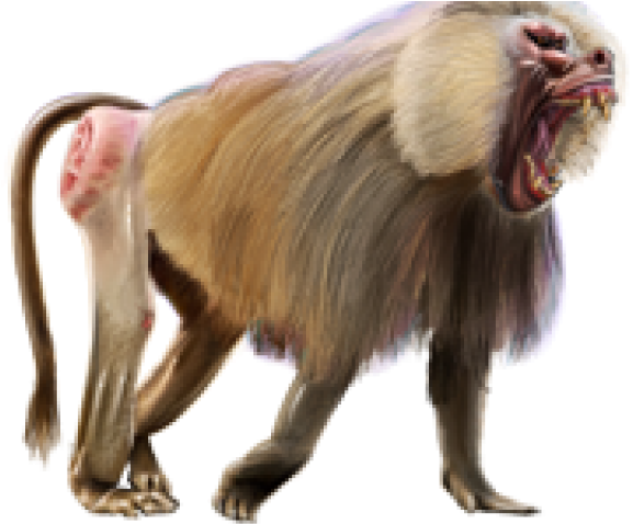 Baboon Png Transparent Images - Baboon (640x480)