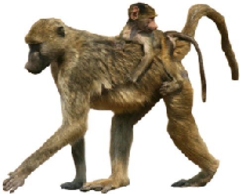 Baboon Png Transparent Images - Transparency (640x480)