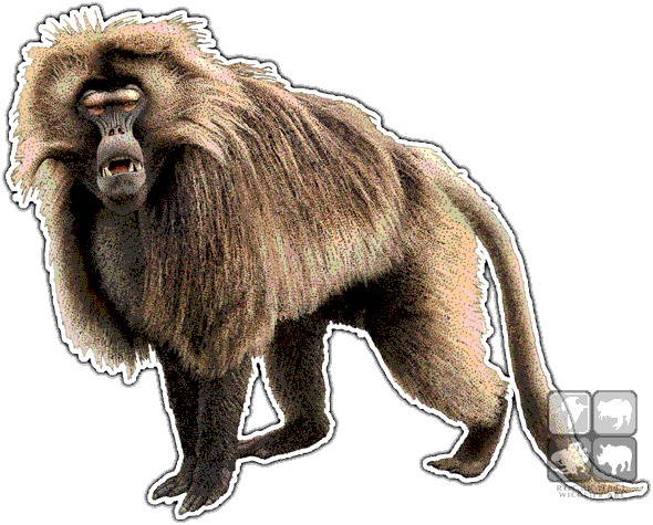 Baboon Png Photo - Dungeons And Dragons Baboon (590x475)