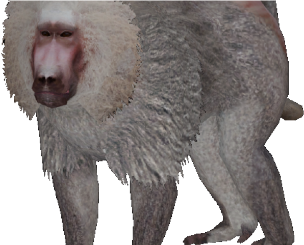Baboon Png Transparent Images - Zoo Tycoon 2 Hamadryas Baboon (640x480)
