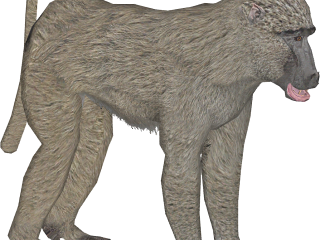 Baboon Png Transparent Images - Baboon (640x480)