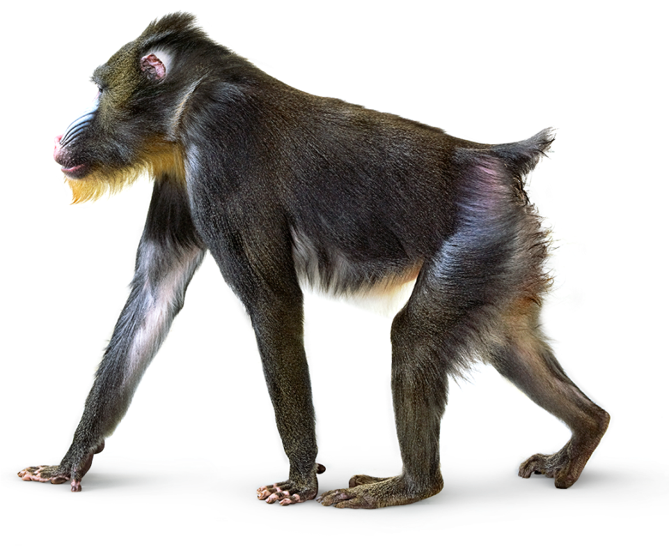 Baboon Png Image Background - Really Cool Activity Book (dk) (960x796)