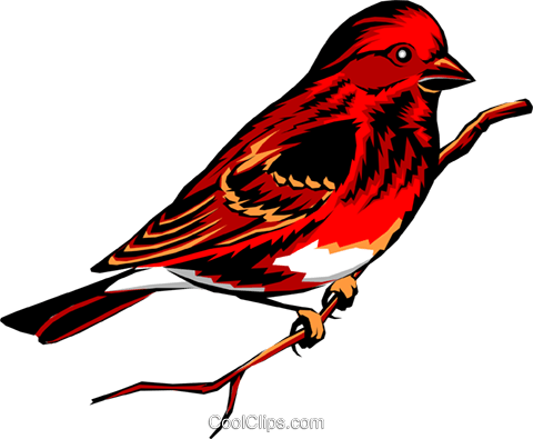 Purple Finch Royalty Free Vector Clip Art Illustration - Pajaritos (480x395)