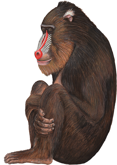 Baboon Png - Baboon Png (447x650)