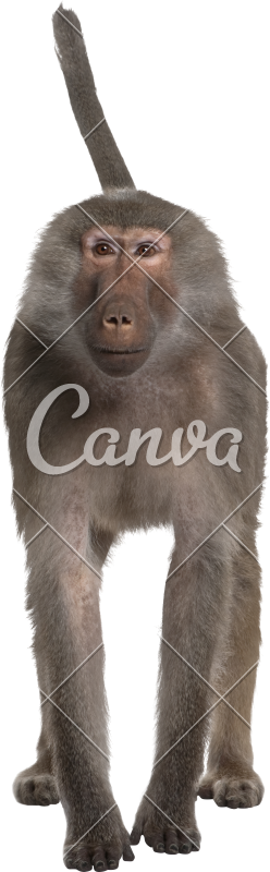 Portrait Of Baboon, Simia Hamadryas - Baboons (248x800)