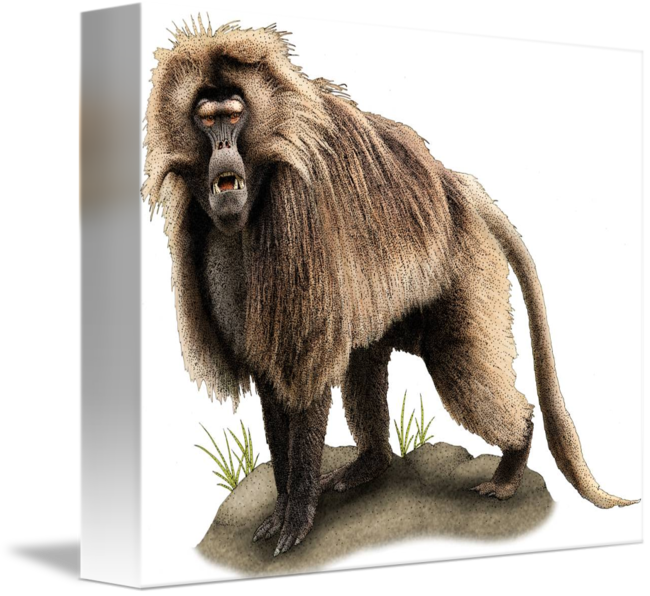 Gelada Baboon Large Mug (650x596)