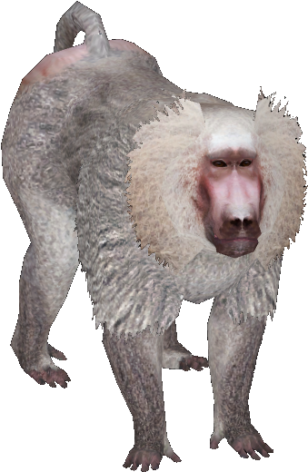 Posted Image - Baboon (351x523)