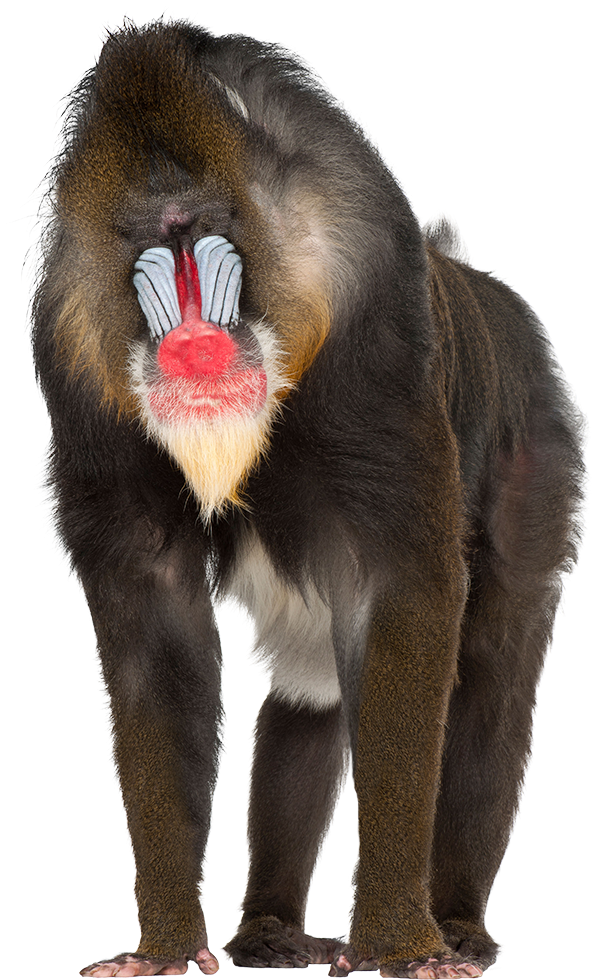 Alps-france - Baboon Png (1000x1000)
