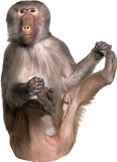 Baboon - Simia Hamadryas - Baboons (397x550)