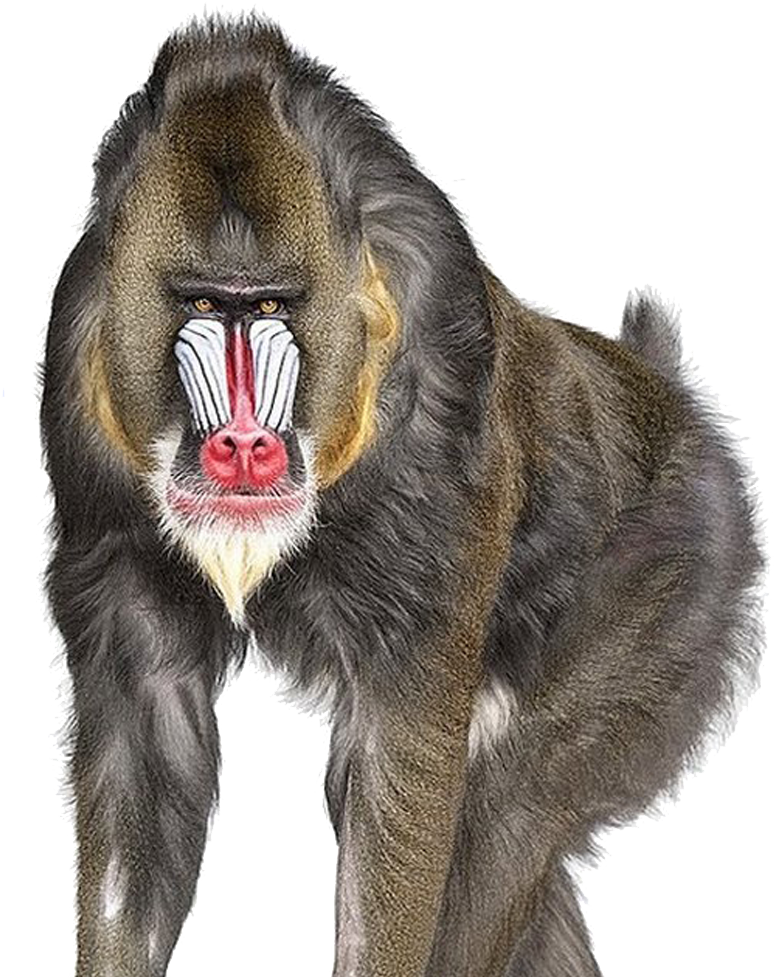 Baboon Png Download Image - Andrew Zuckerman (1024x1024)