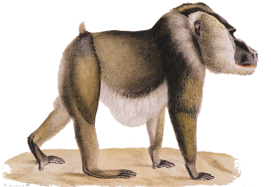 Drill & Mandrill - Singe Drill (580x386)