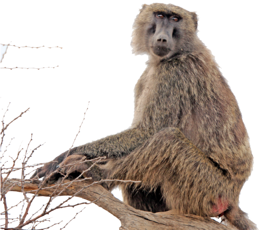 Baboon Png Transparent Images - Clip Art (640x480)
