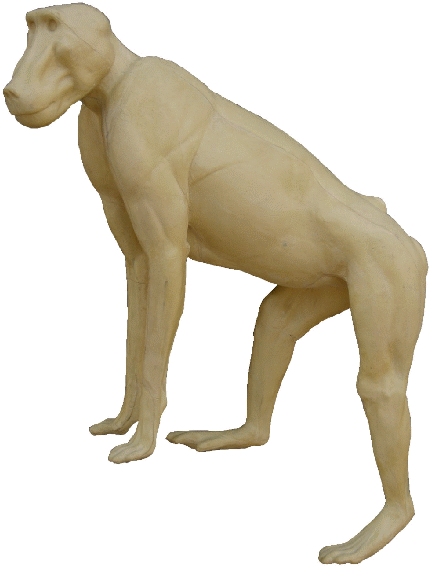 Baboon - Baboons (454x600)