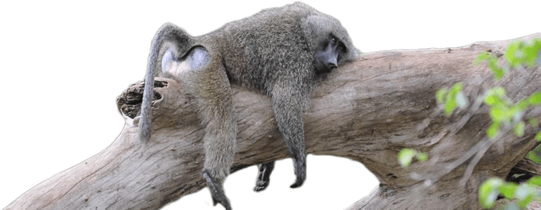 Lake Manyara National Park Baboon Resting Tips - Lake Manyara National Park (1200x300)