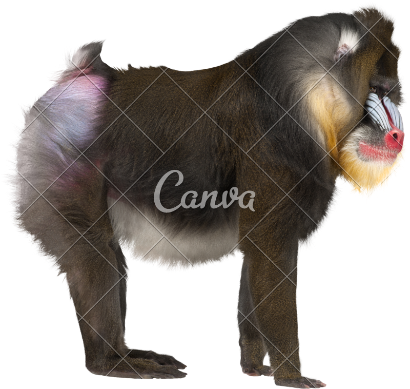 Mandrill, Mandrillus Sphinx - Use Canva Like A Pro (800x758)