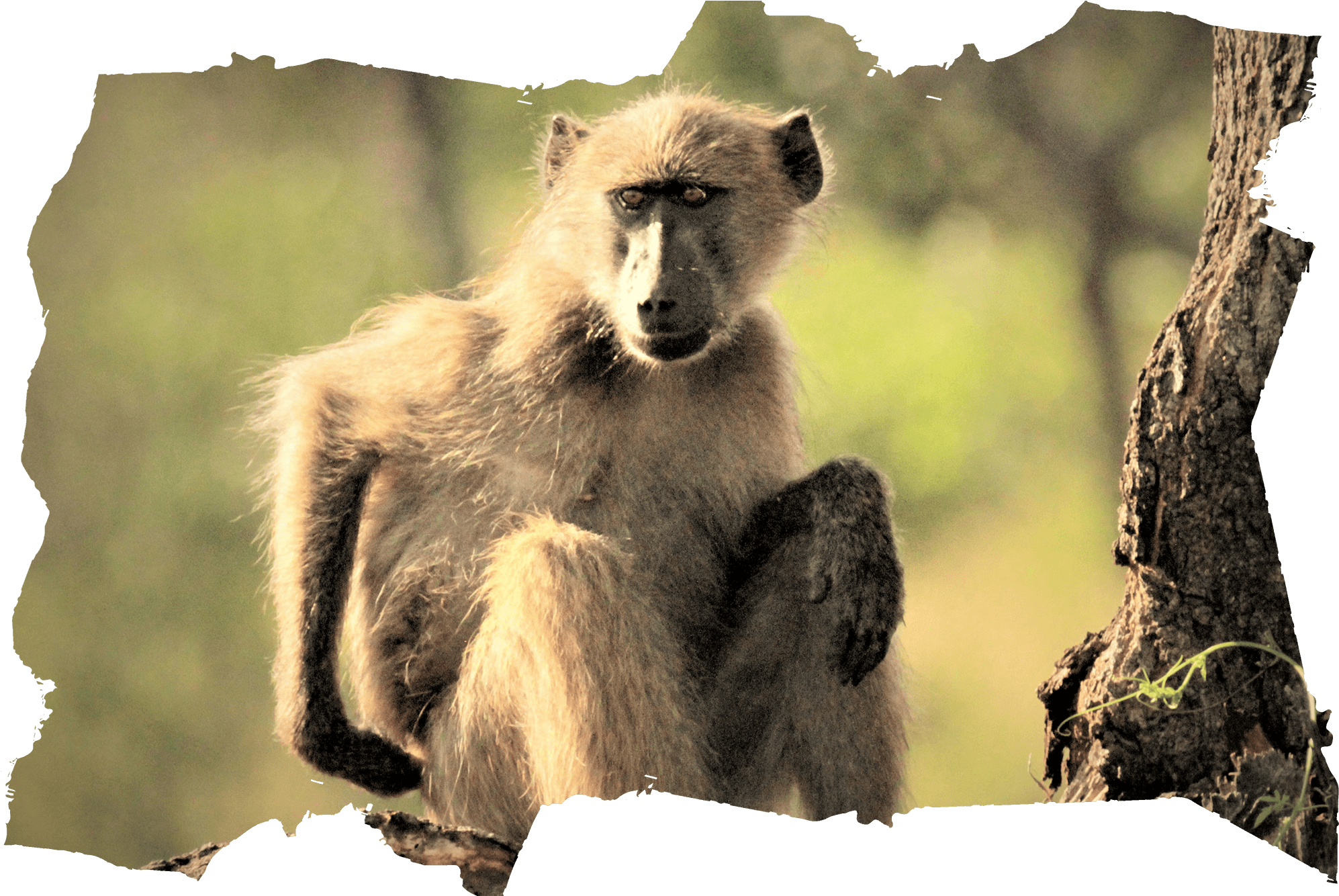 Planning Your Safari Trip - Baboon (2000x1333)
