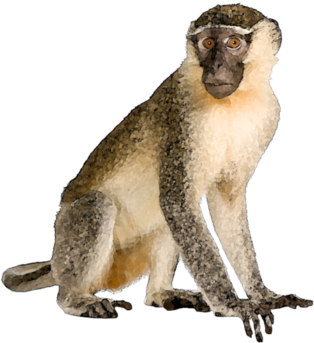 Publicat De Eu Ciresica La - Baboon (499x500)