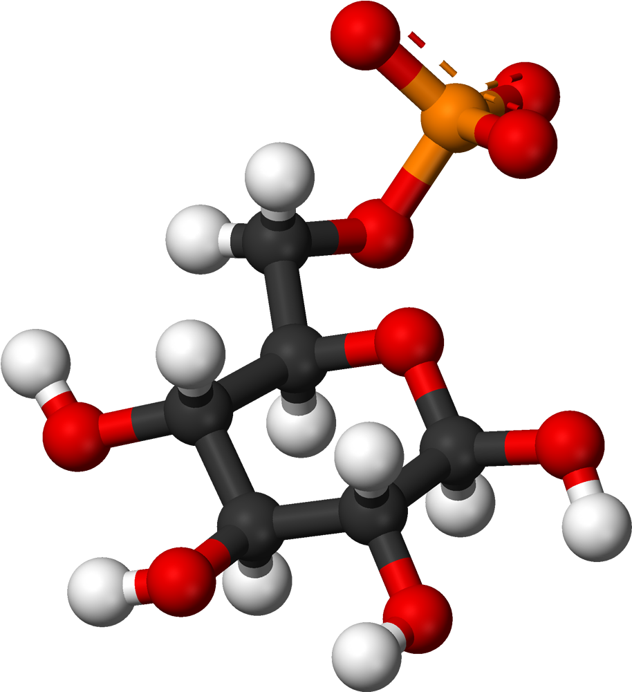 Beta D Glucose 6 Phosphate 3d Balls - Glucosamine 3d Structure (1013x1100)